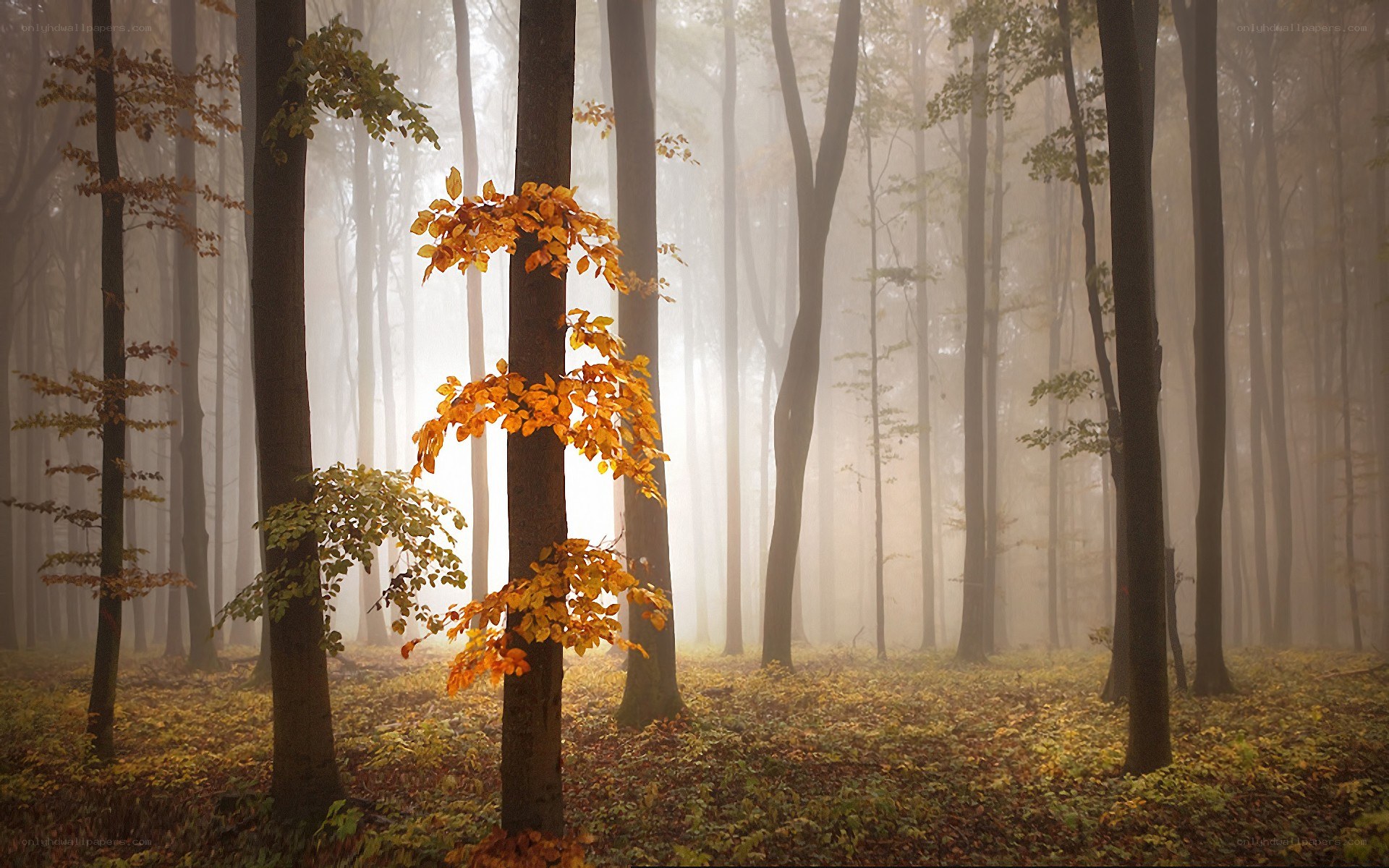 Foggy autumn forest