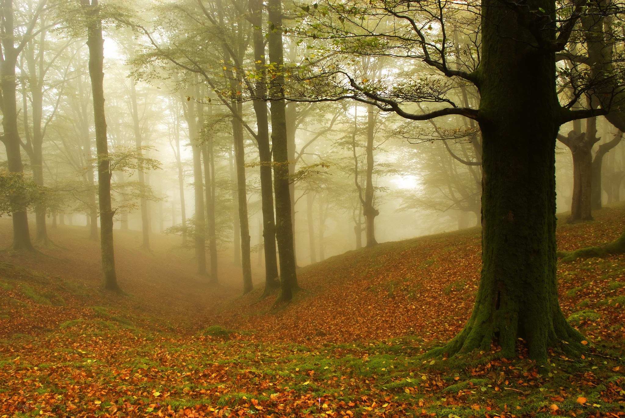 Foggy autumn forest
