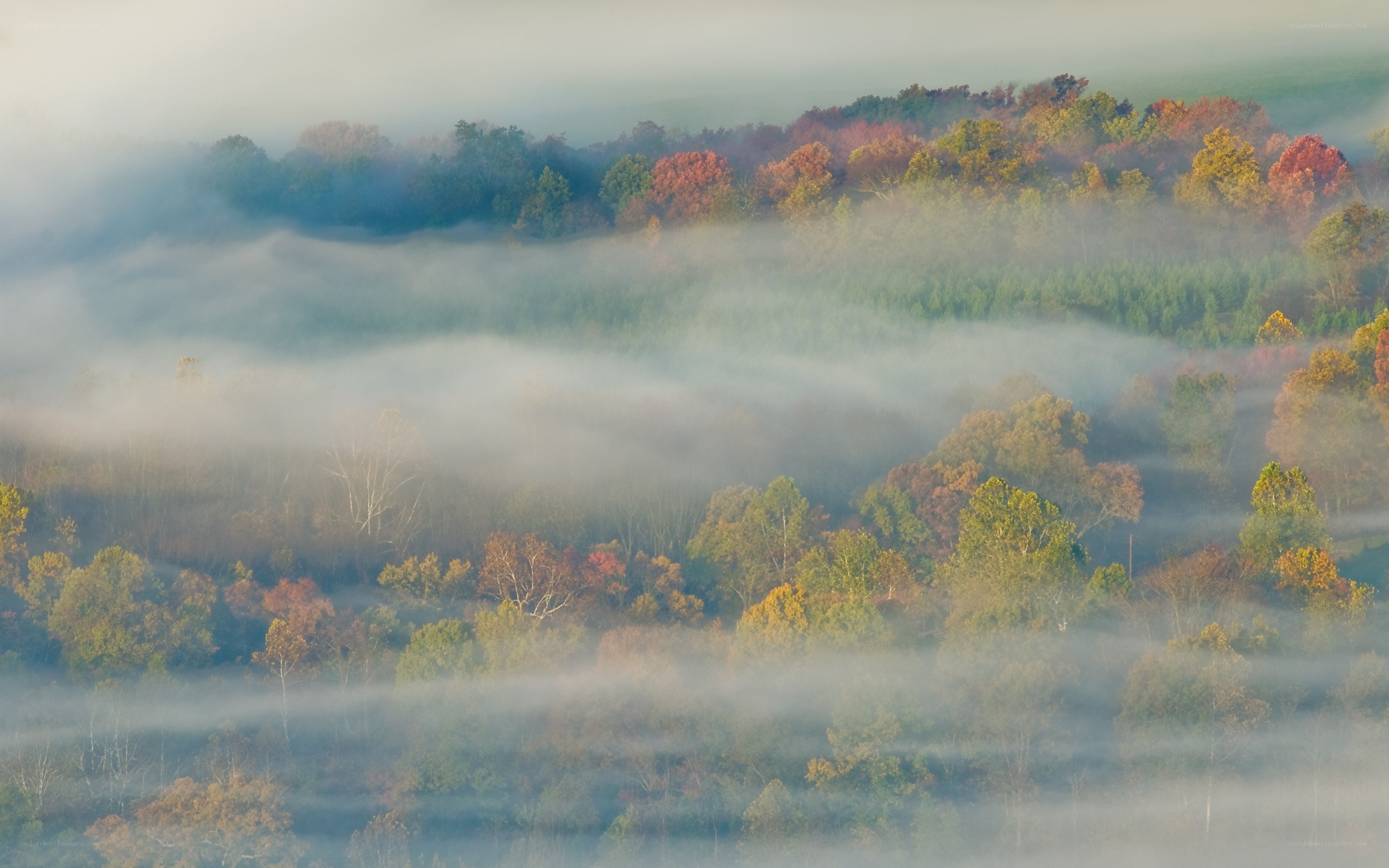 Foggy autumn forest landscape
