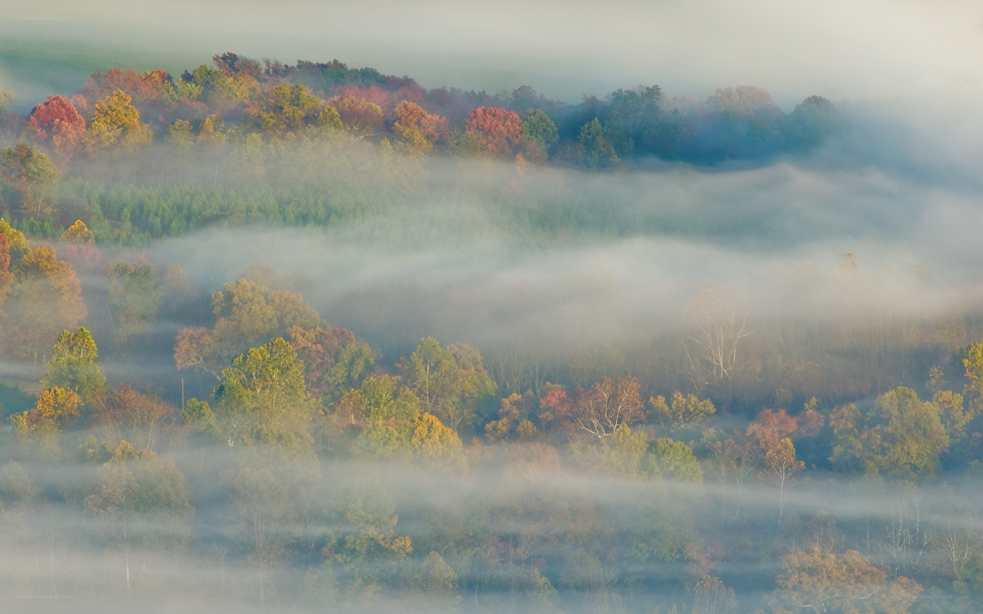 Foggy autumn forest landscape