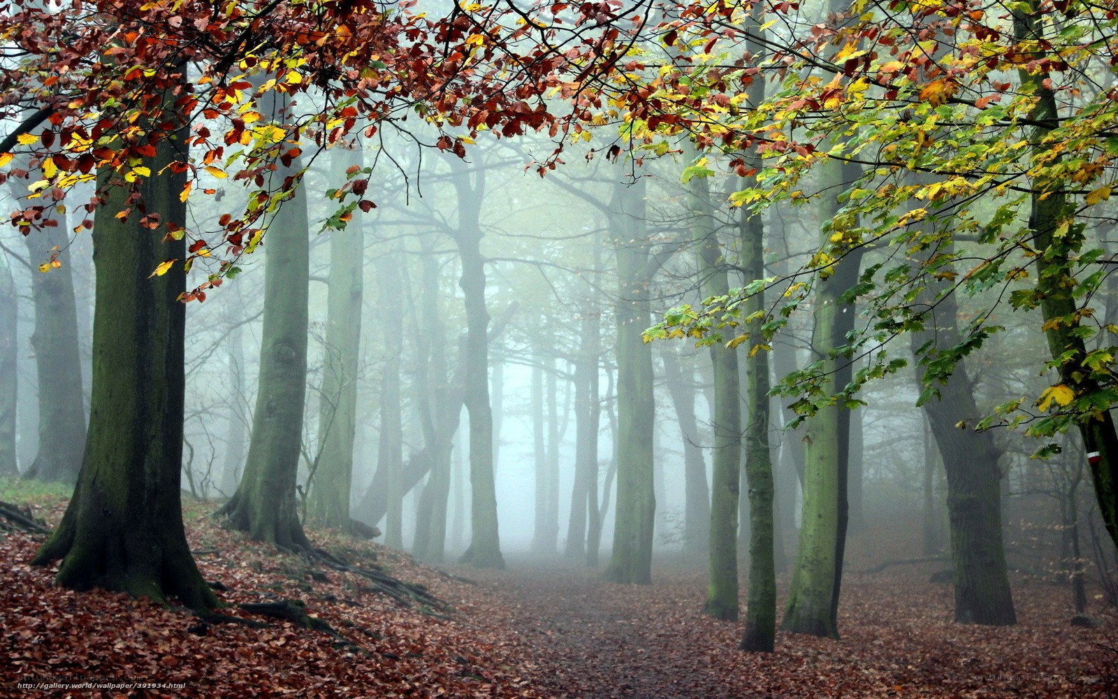 Foggy autumn forest path