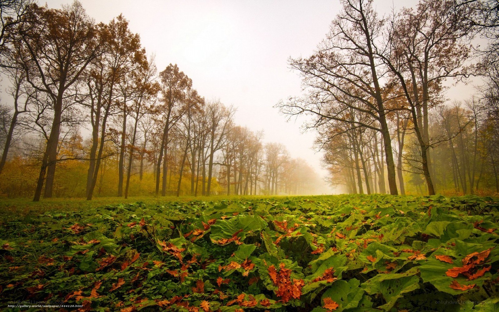 Foggy autumn forest path