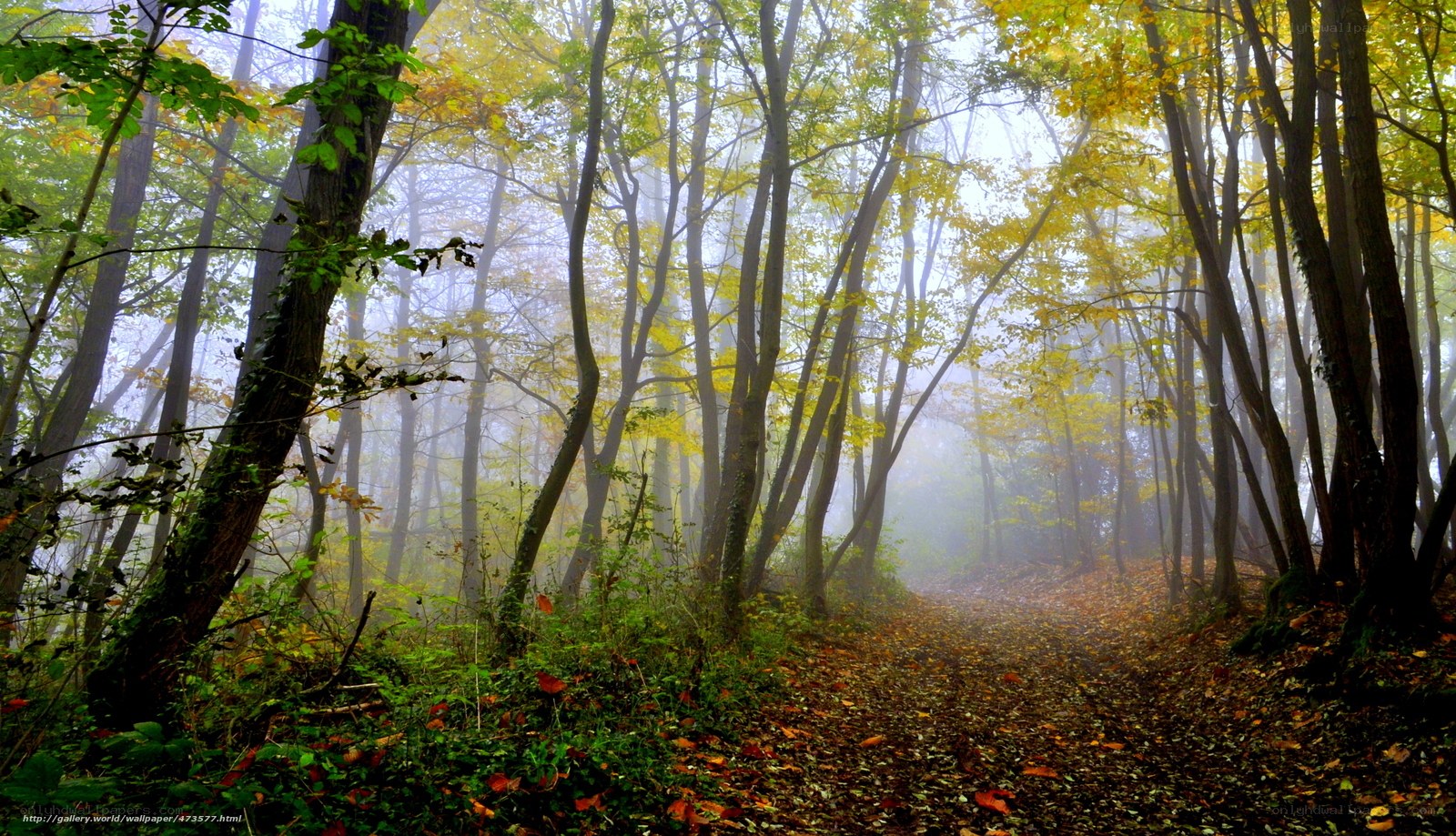 Foggy autumn forest path
