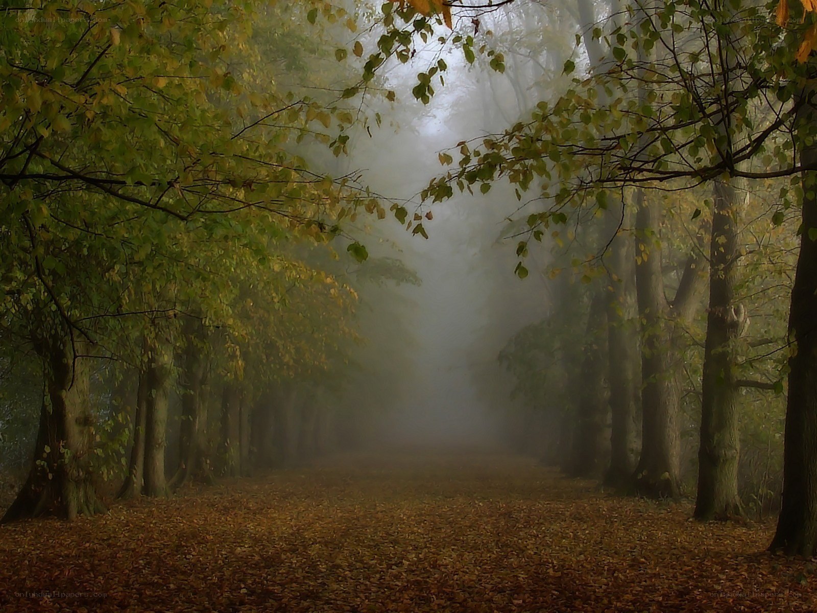 Foggy autumn forest path
