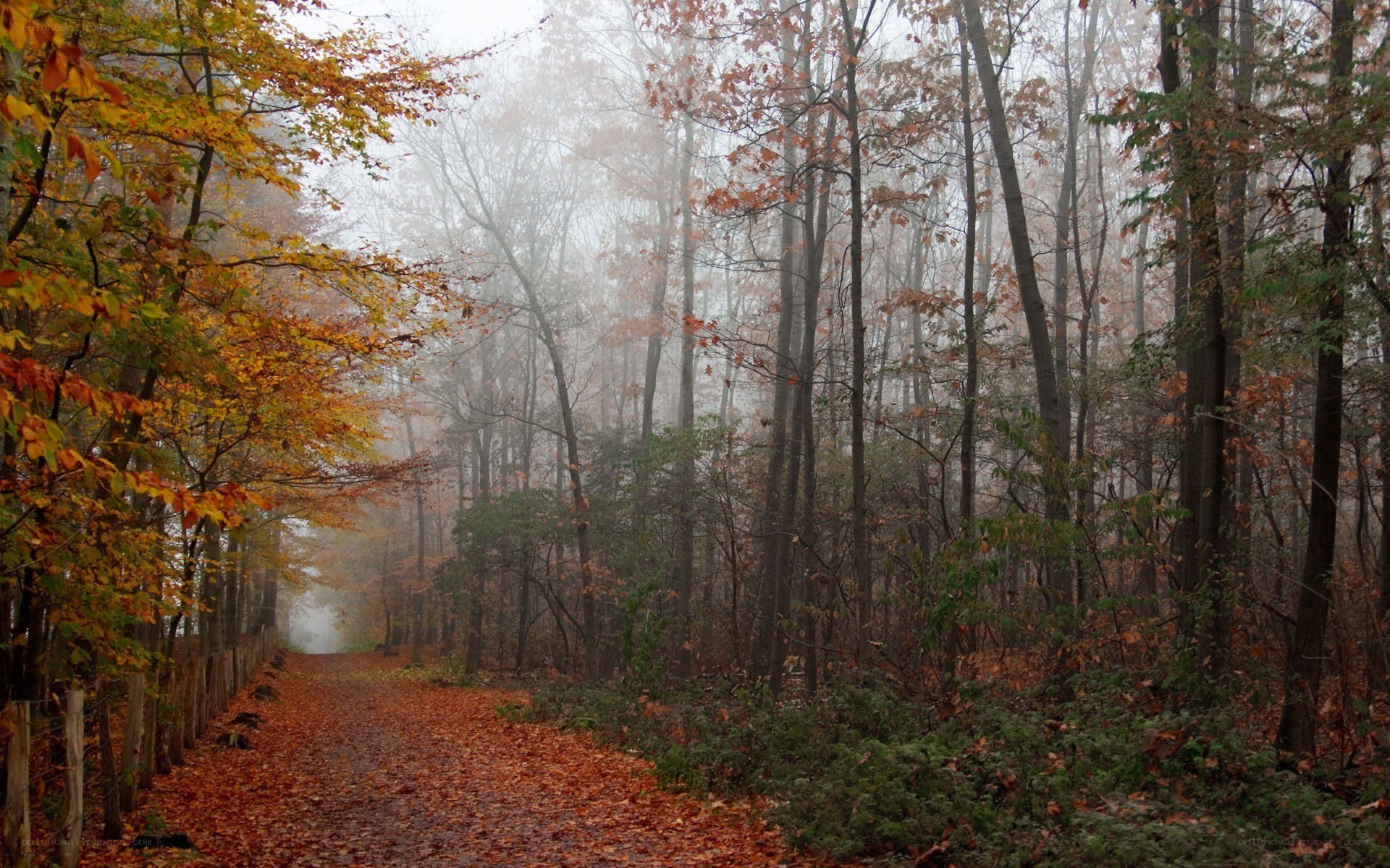 Foggy autumn forest path