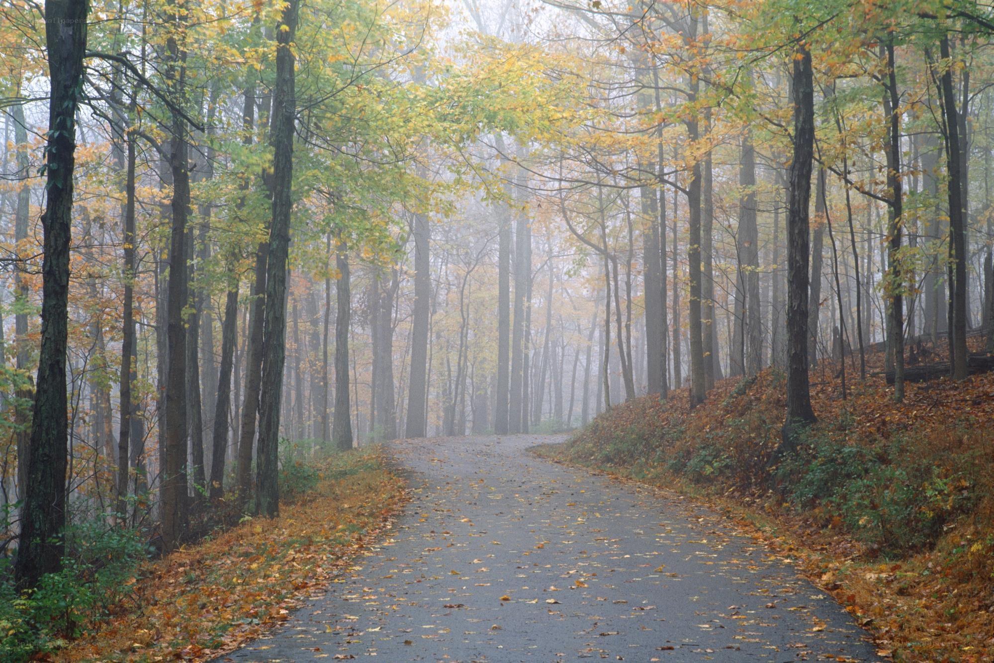 Foggy autumn forest path