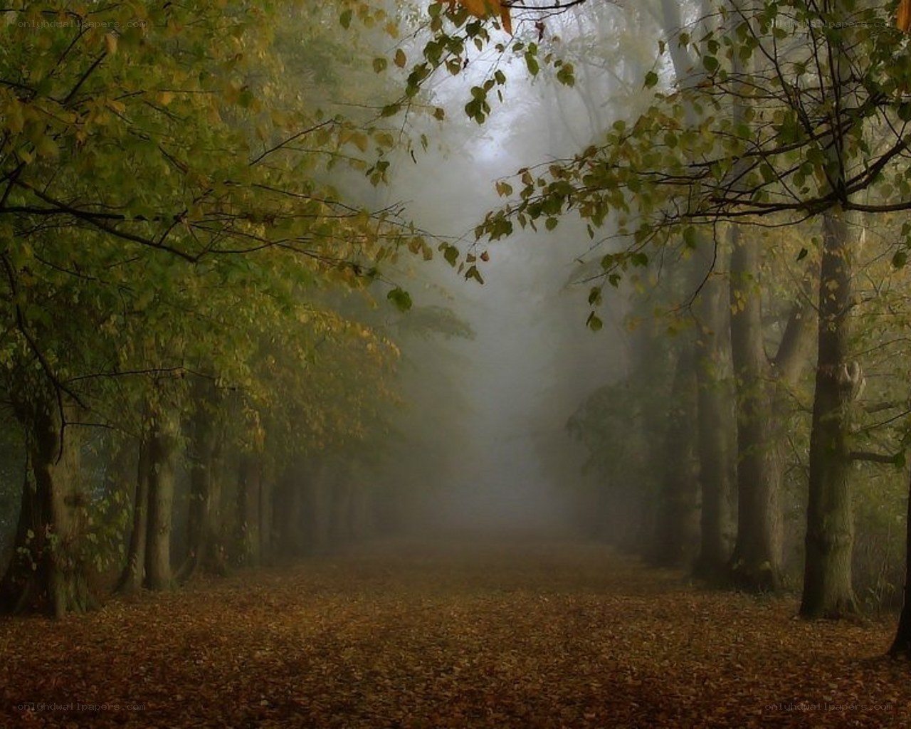 Foggy autumn forest path