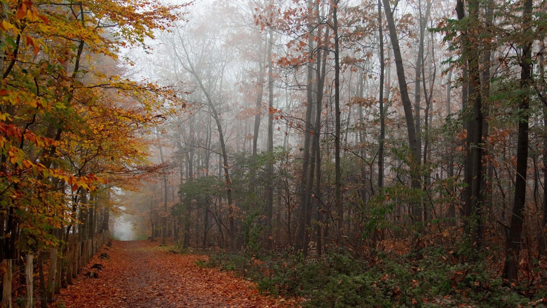 Foggy autumn forest path