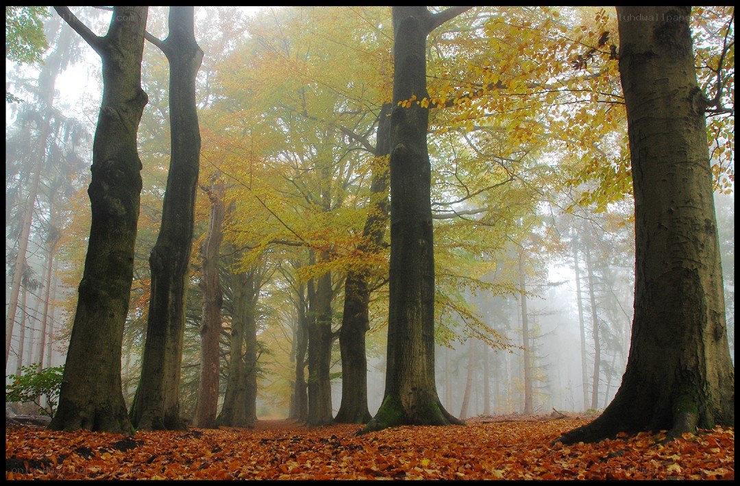 Foggy autumn forest path