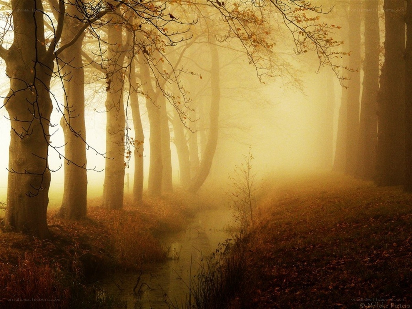 Foggy autumn forest path