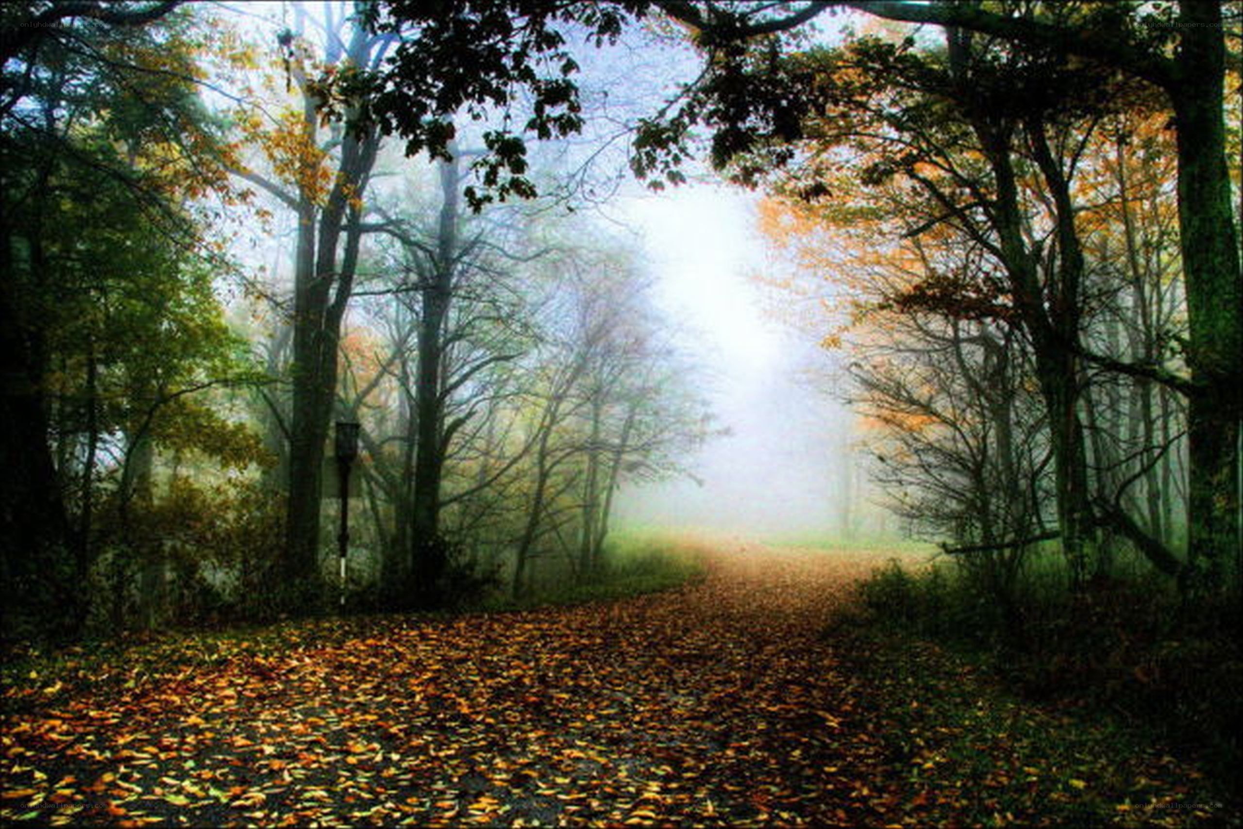 Foggy autumn forest path