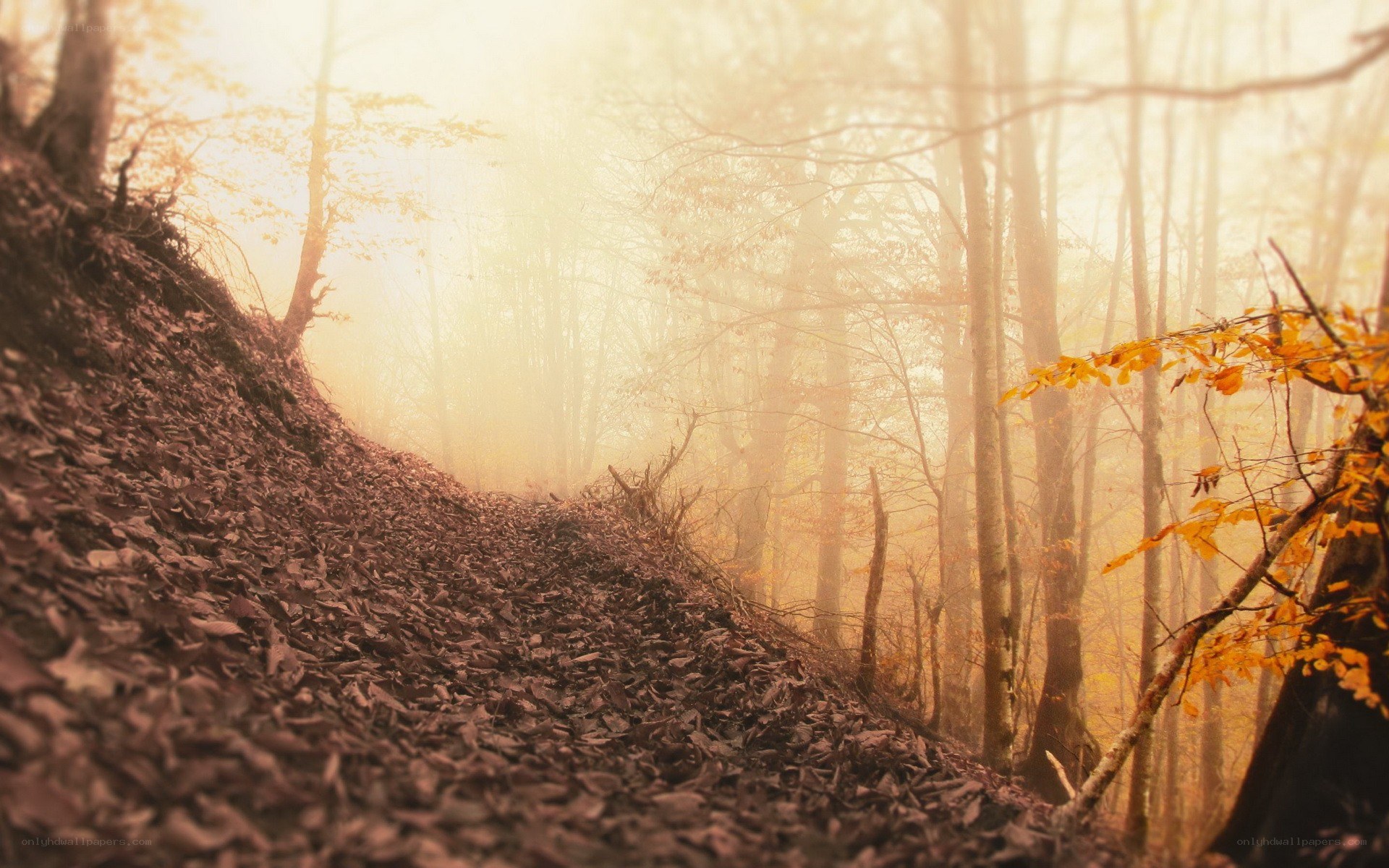 Foggy autumn forest path