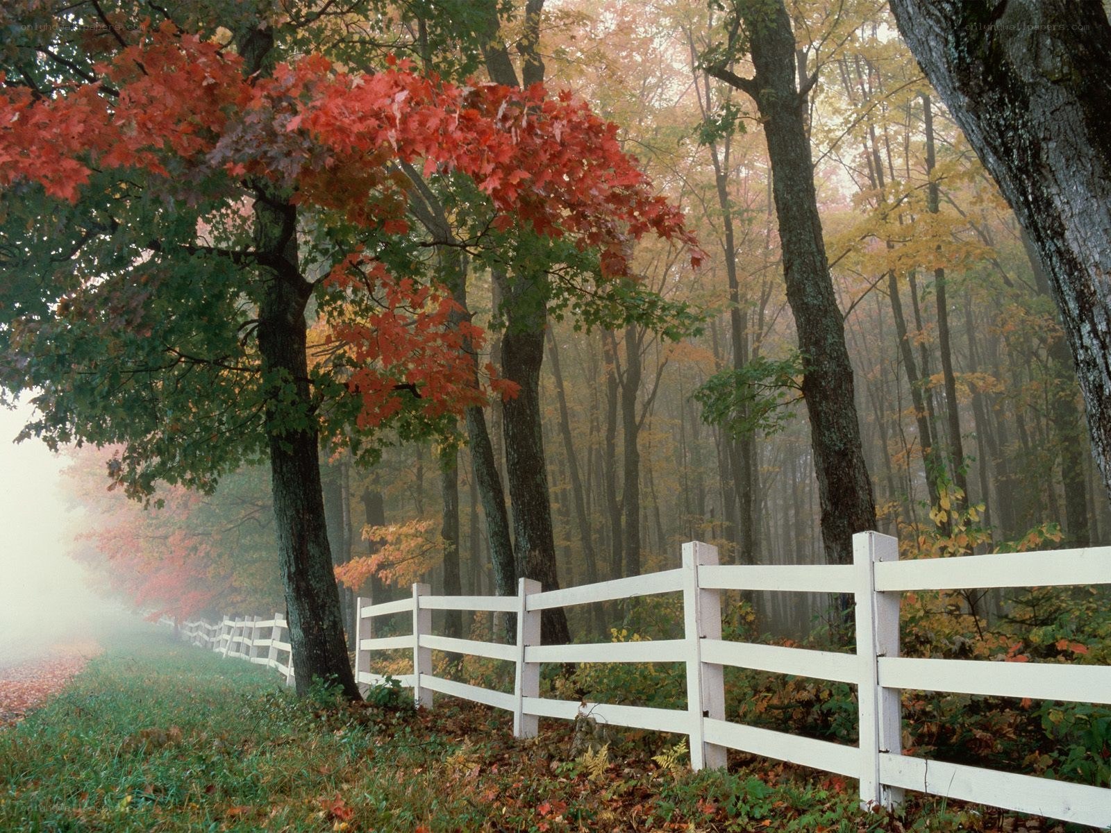 Foggy autumn forest path