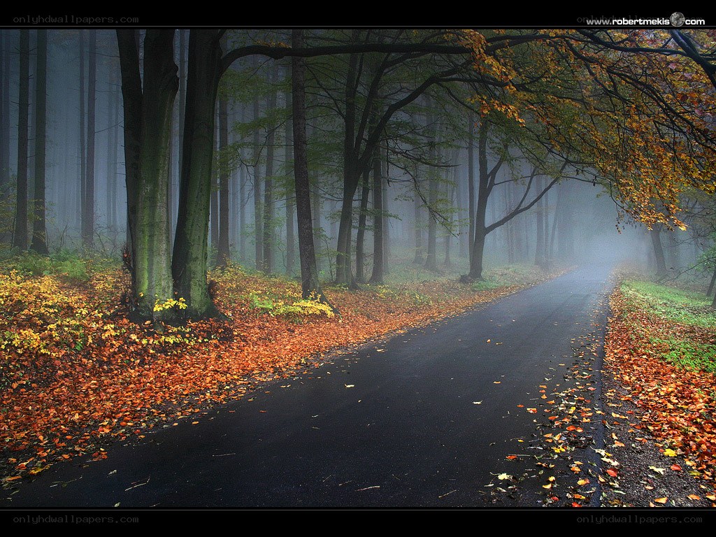 Foggy autumn forest path