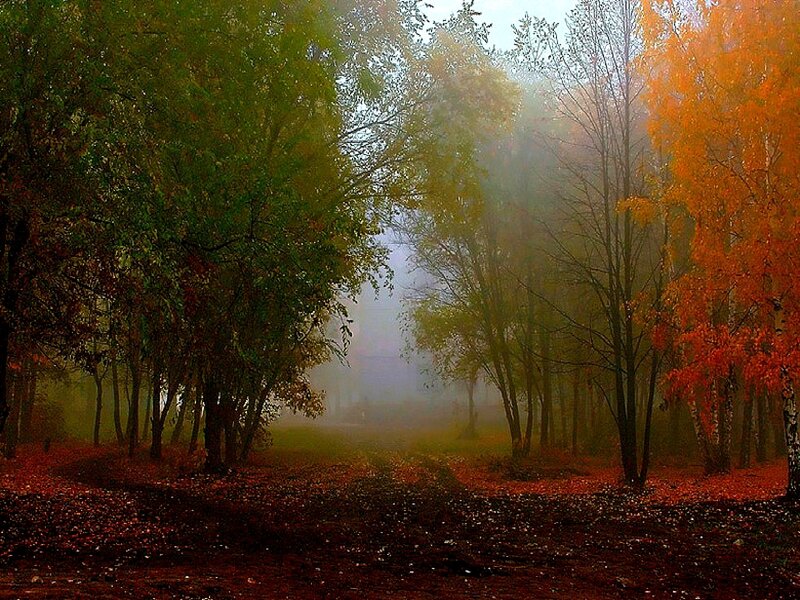 Foggy autumn forest path
