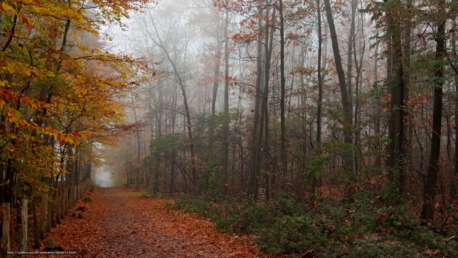 Foggy autumn forest path