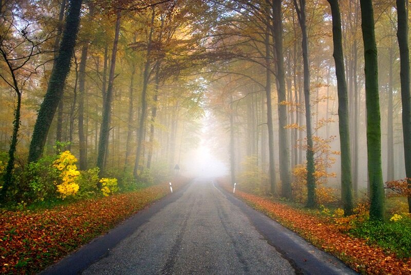 Foggy autumn forest road