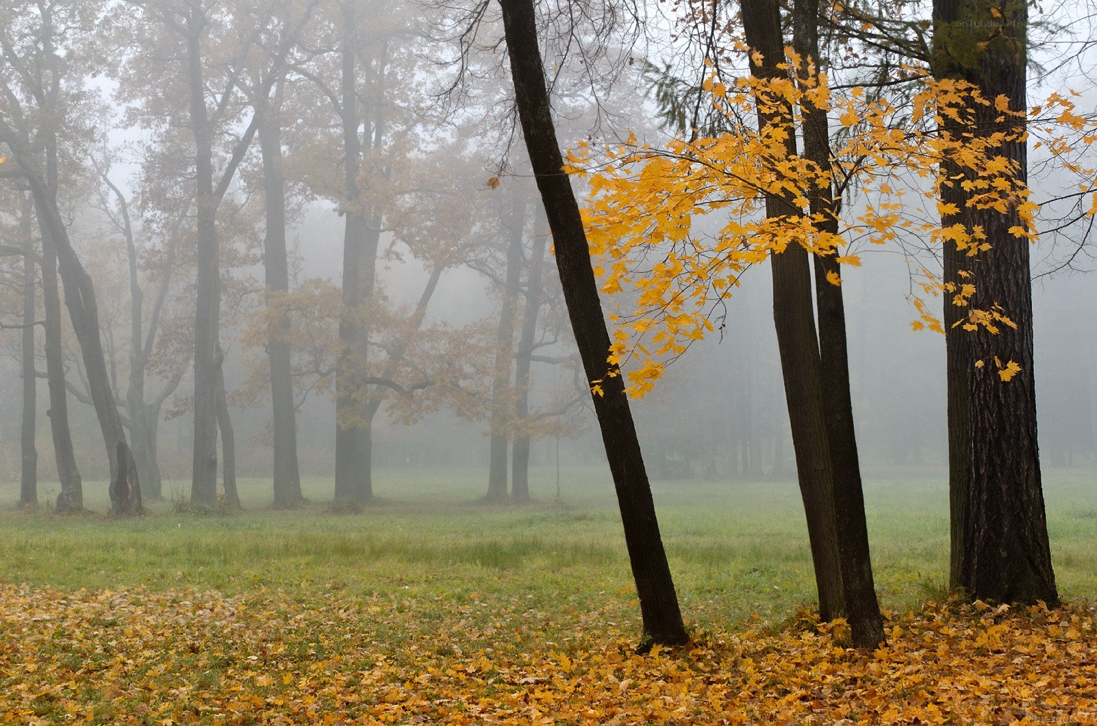 Foggy autumn forest scene