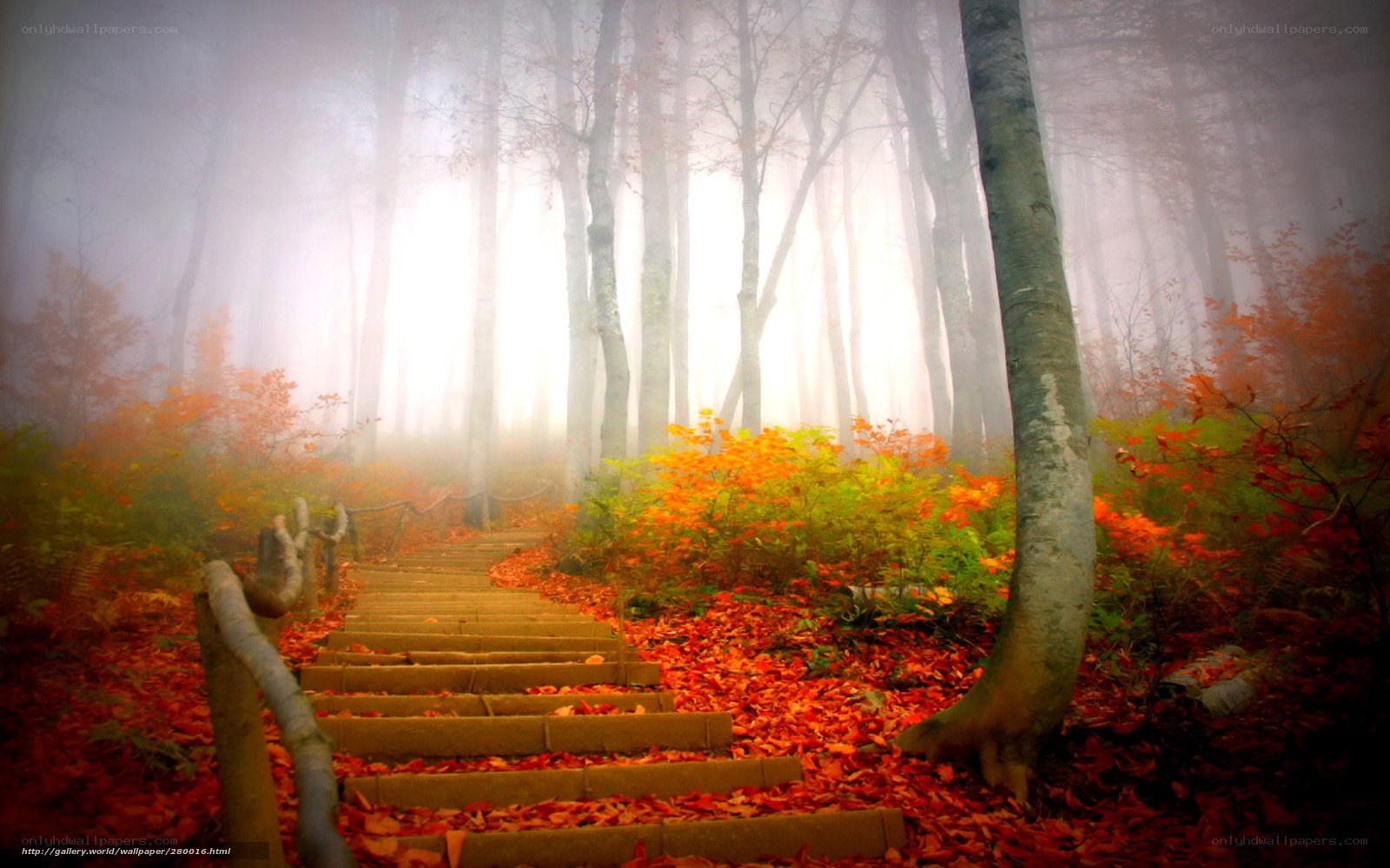 Foggy autumn forest stairs