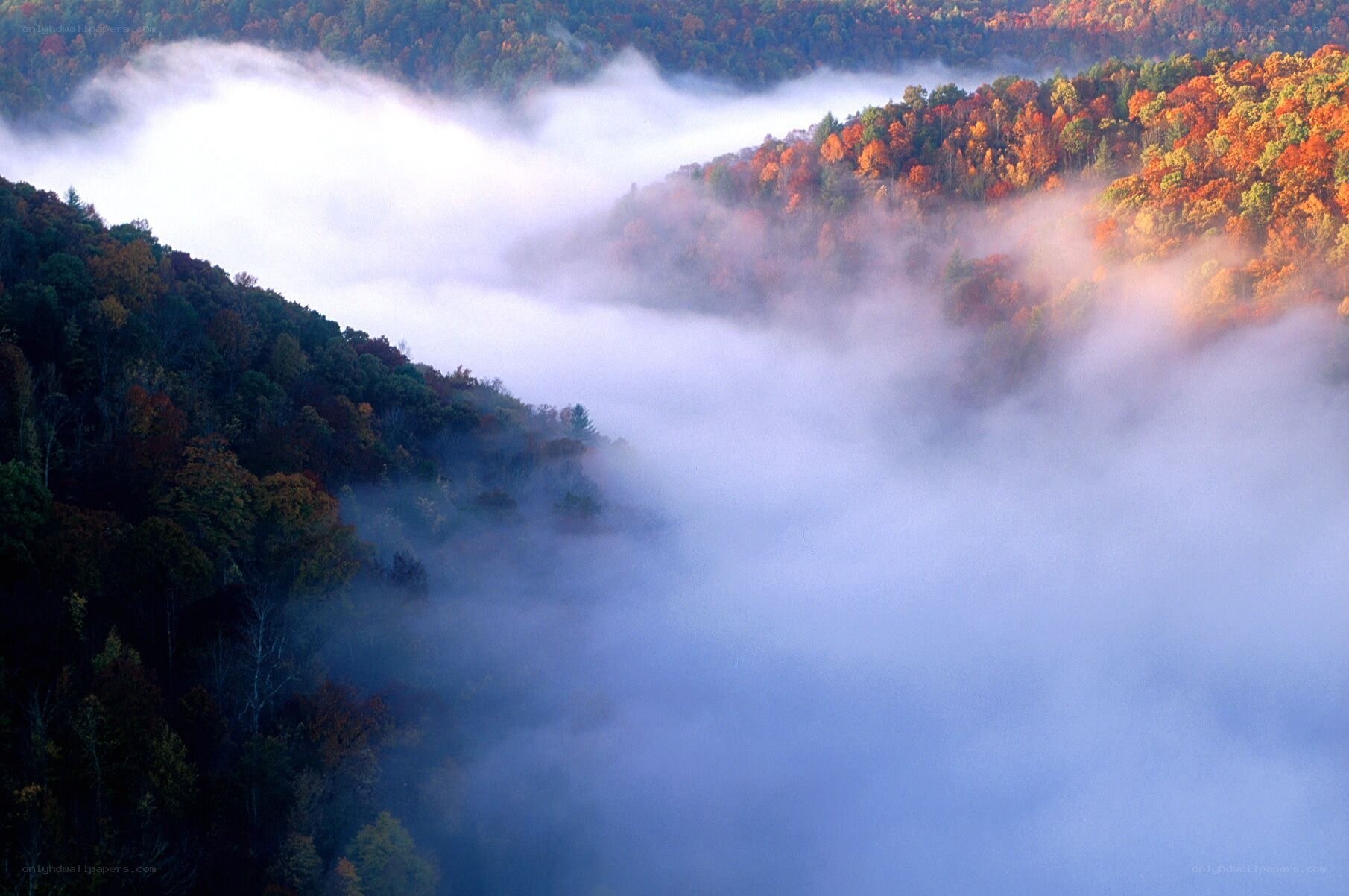 Foggy autumn forest valley