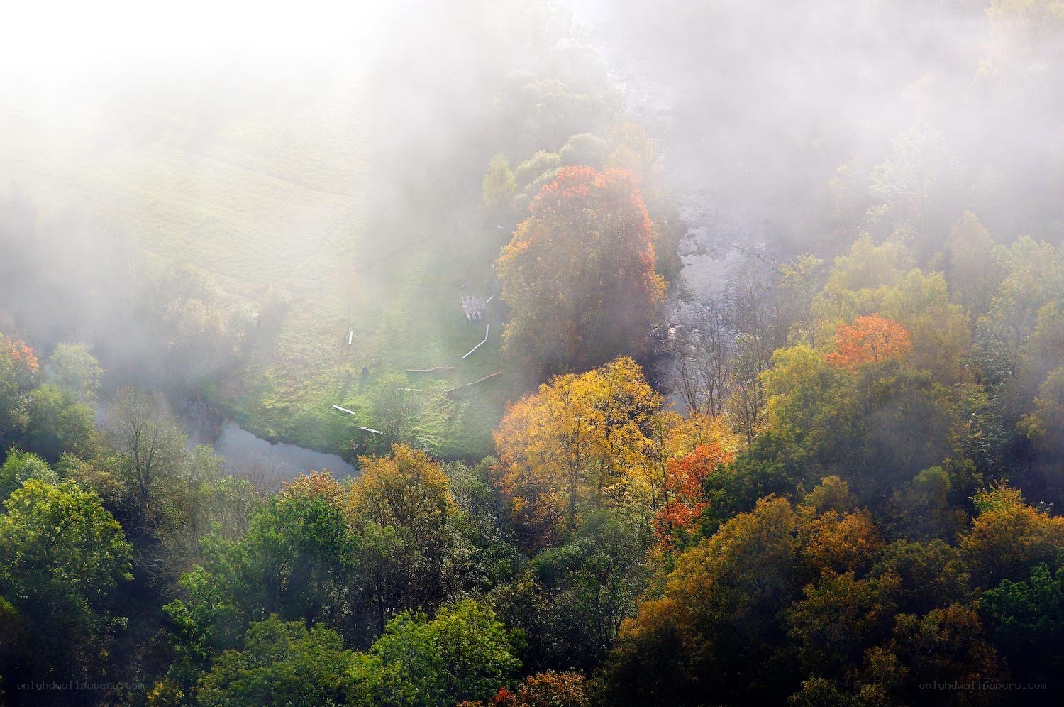 Foggy autumn forest view
