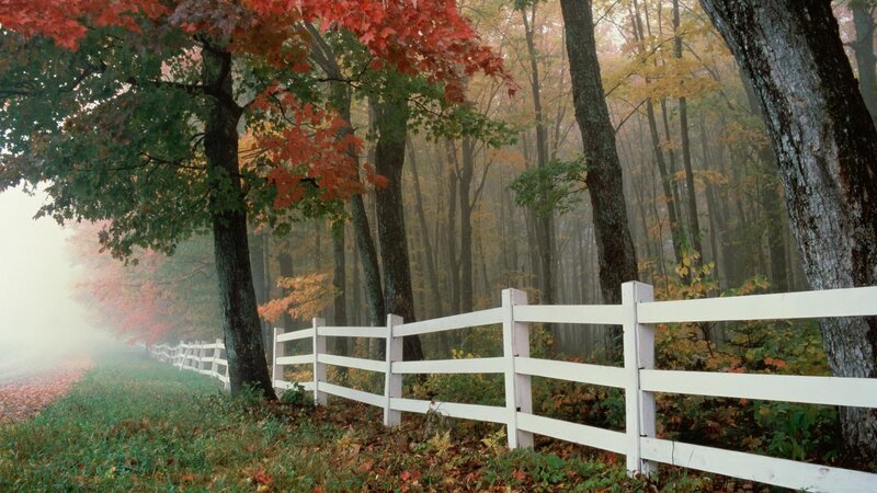 Foggy autumn forest with white fence