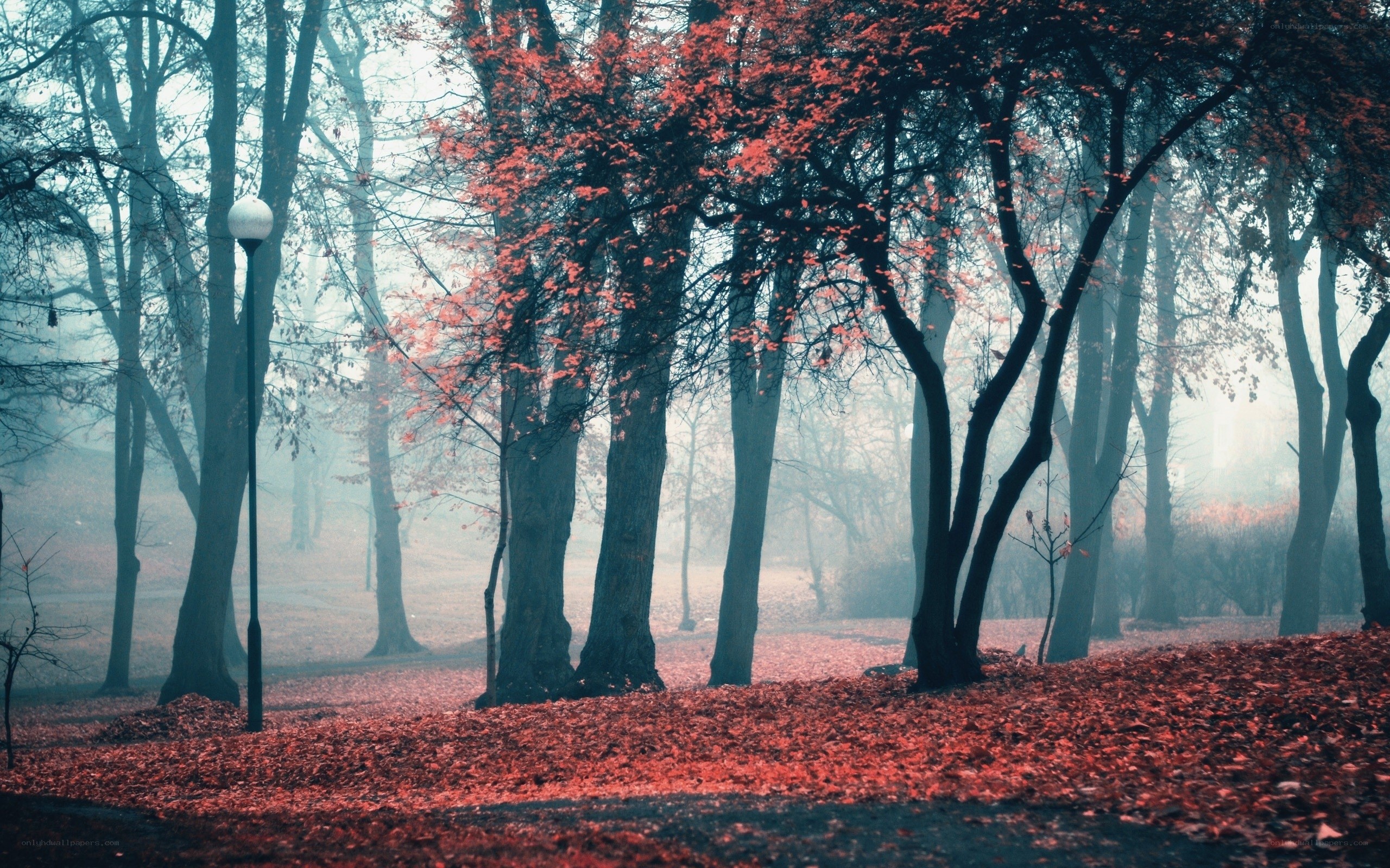 Foggy autumn forest