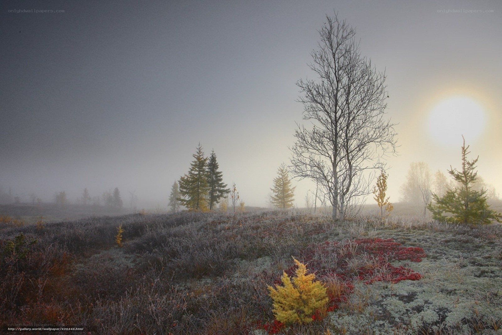Foggy Autumn Landscape