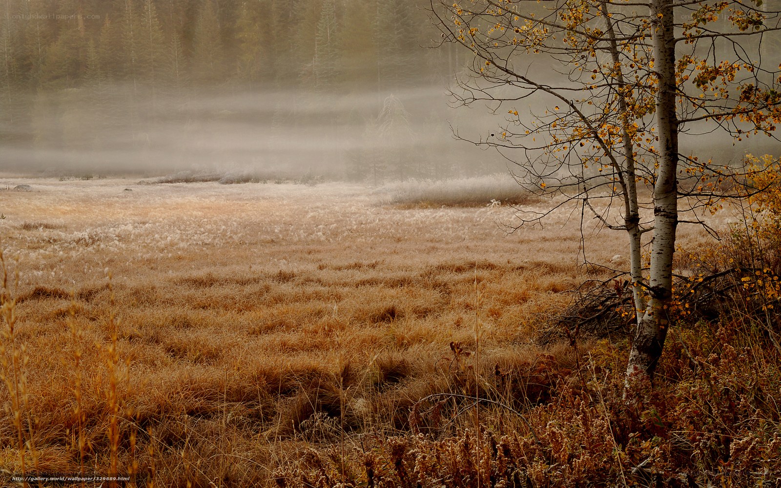 Foggy Autumn Meadow
