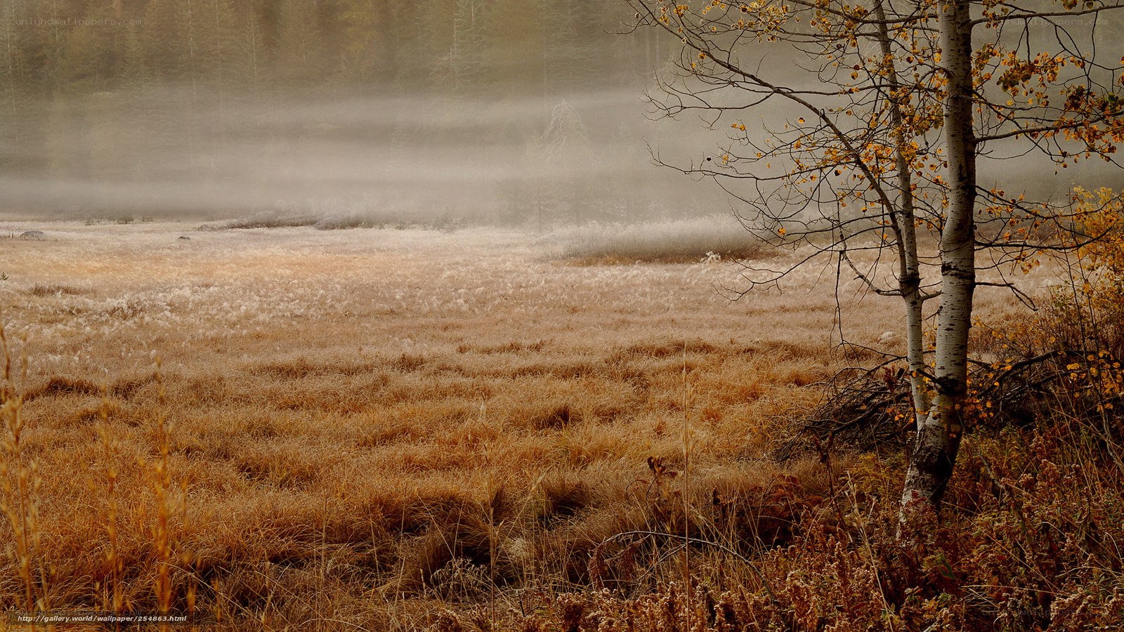 Foggy autumn meadow