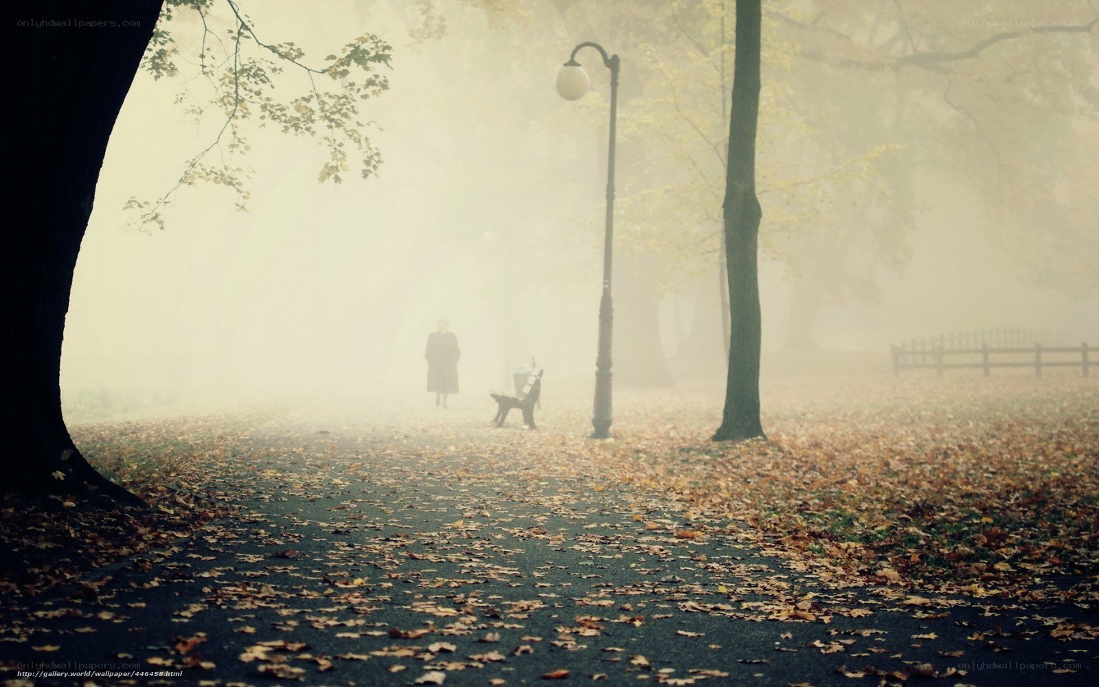Foggy autumn park path