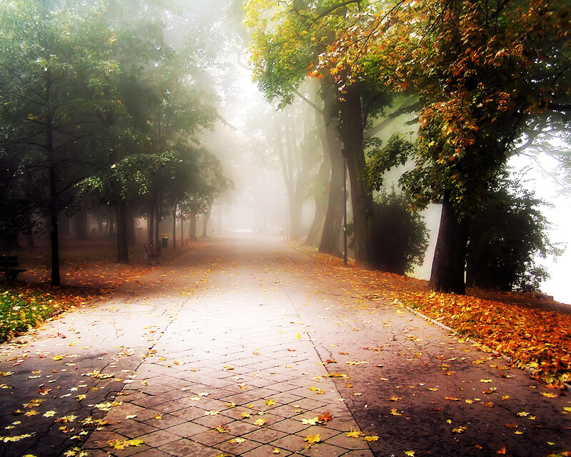 Foggy autumn park path