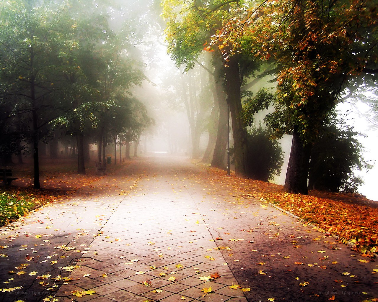 Foggy autumn park path