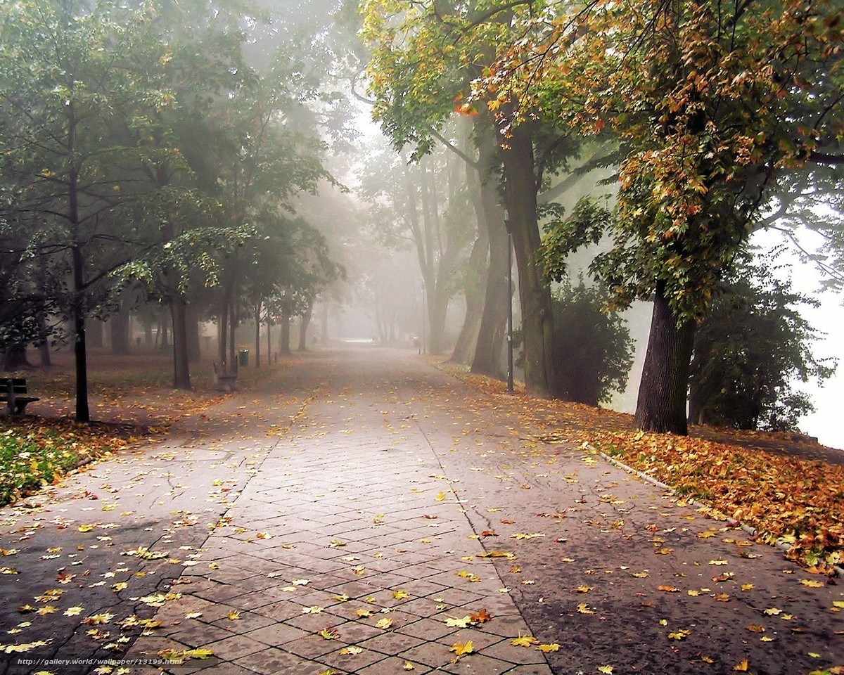 Foggy autumn park path