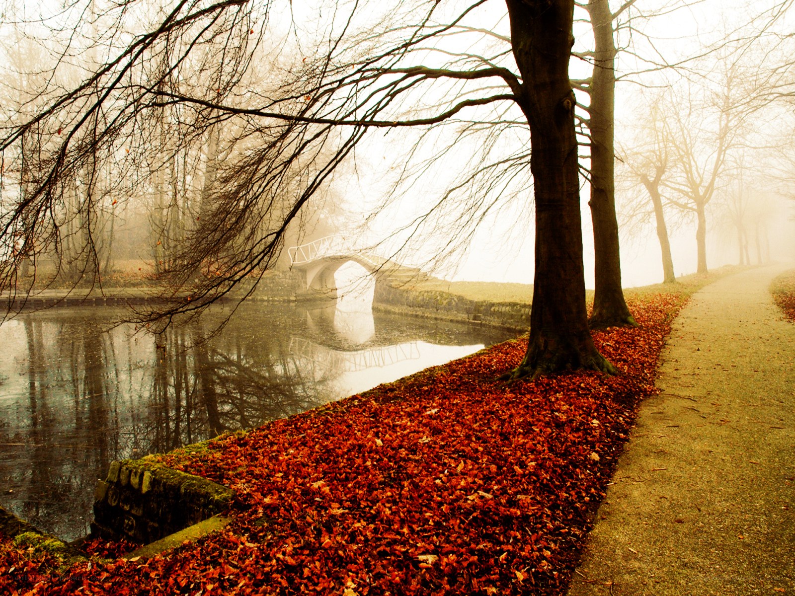 Foggy autumn park scene