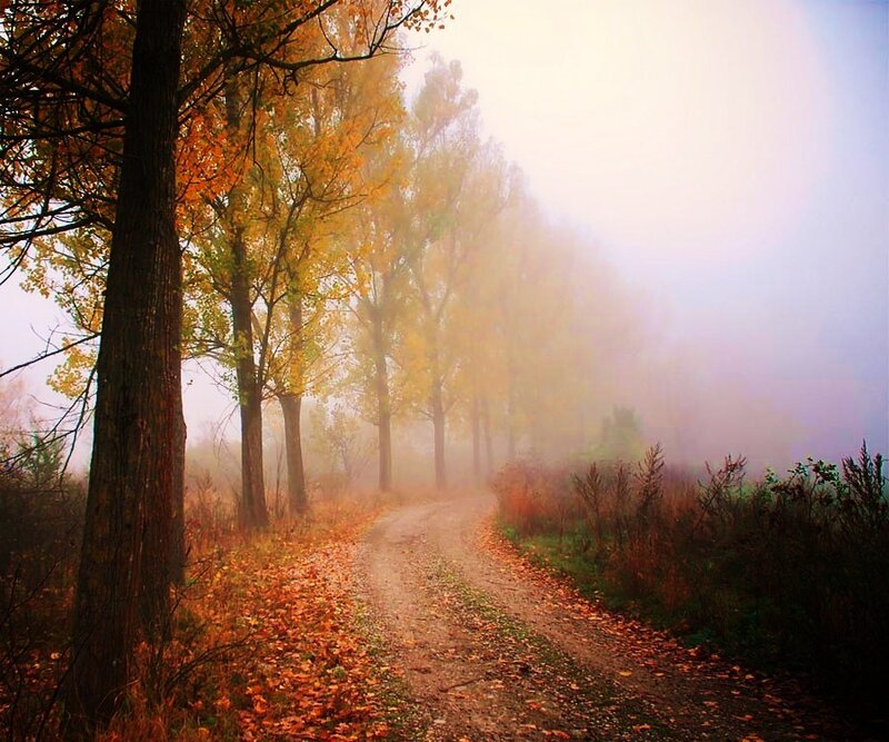 Foggy autumn path
