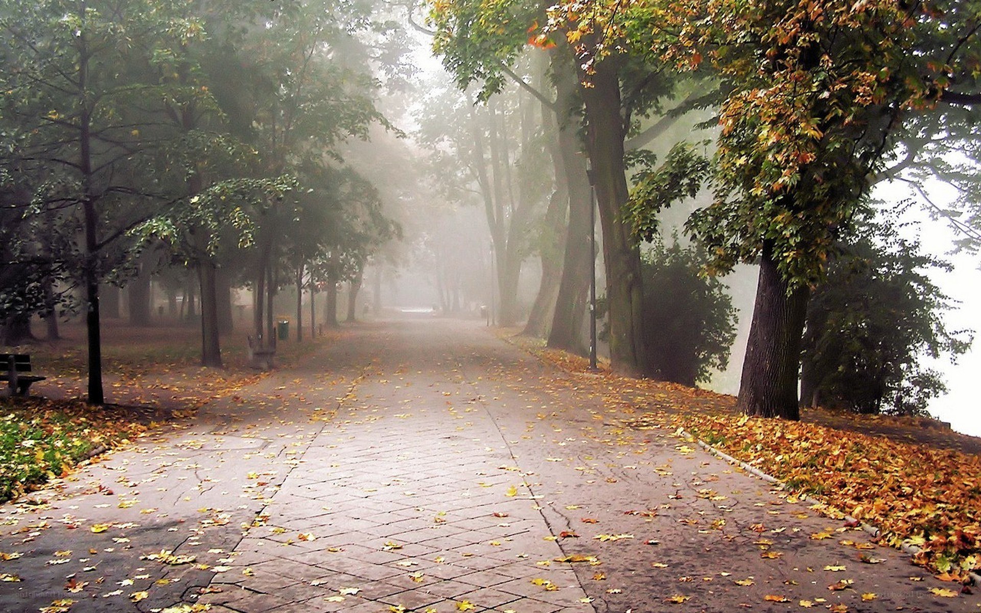 Foggy autumn path in park