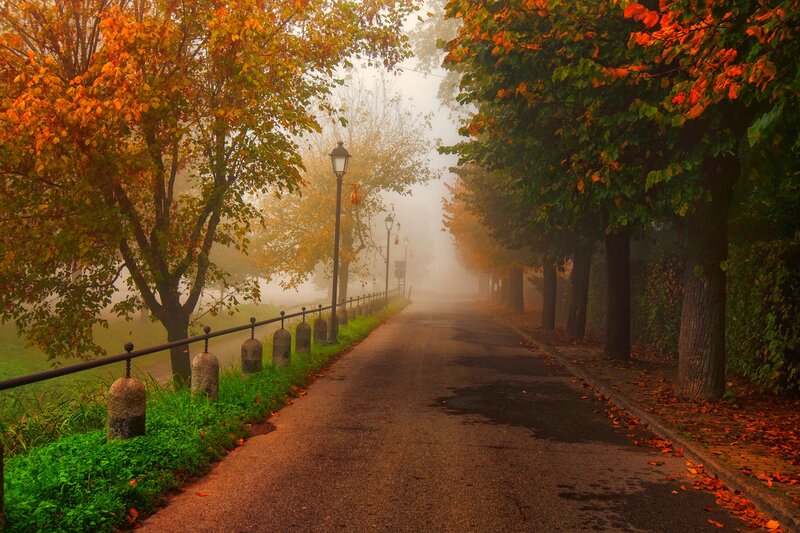 Foggy Autumn Path — Orange