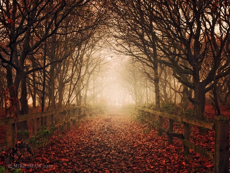 Foggy autumn path