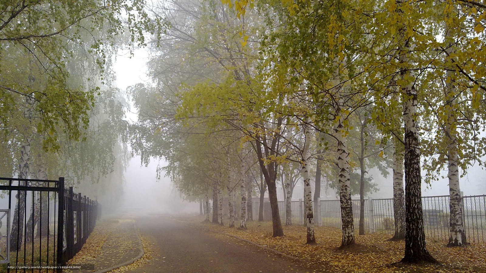 Foggy autumn path with birch trees