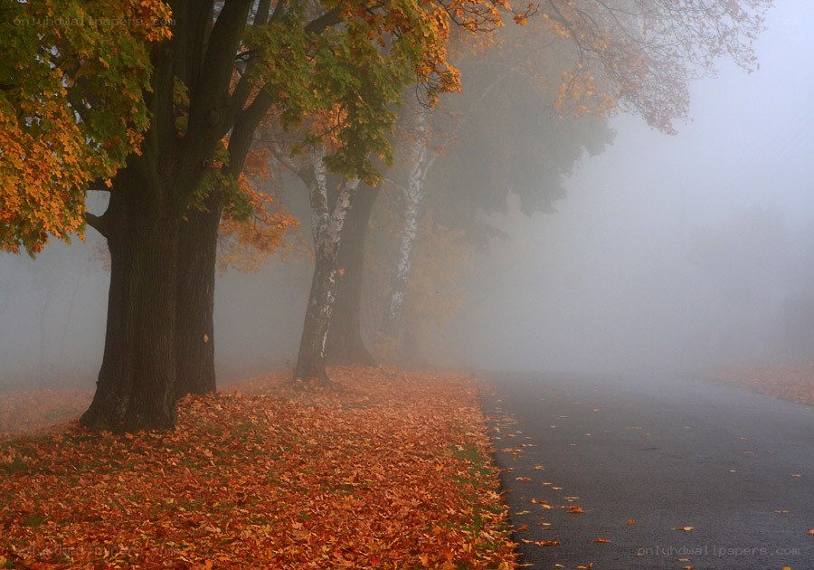 Foggy autumn path with fallen leaves