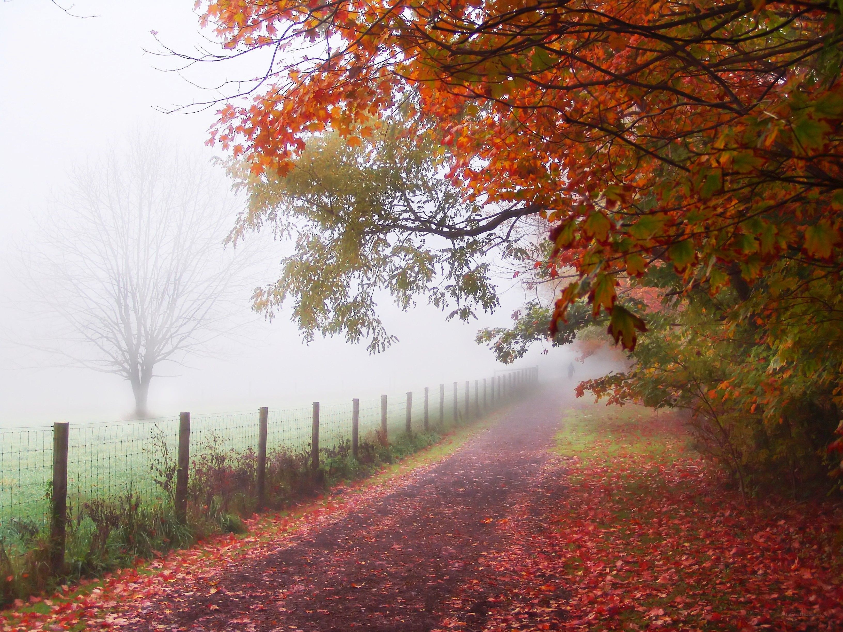 Foggy autumn path with fallen leaves