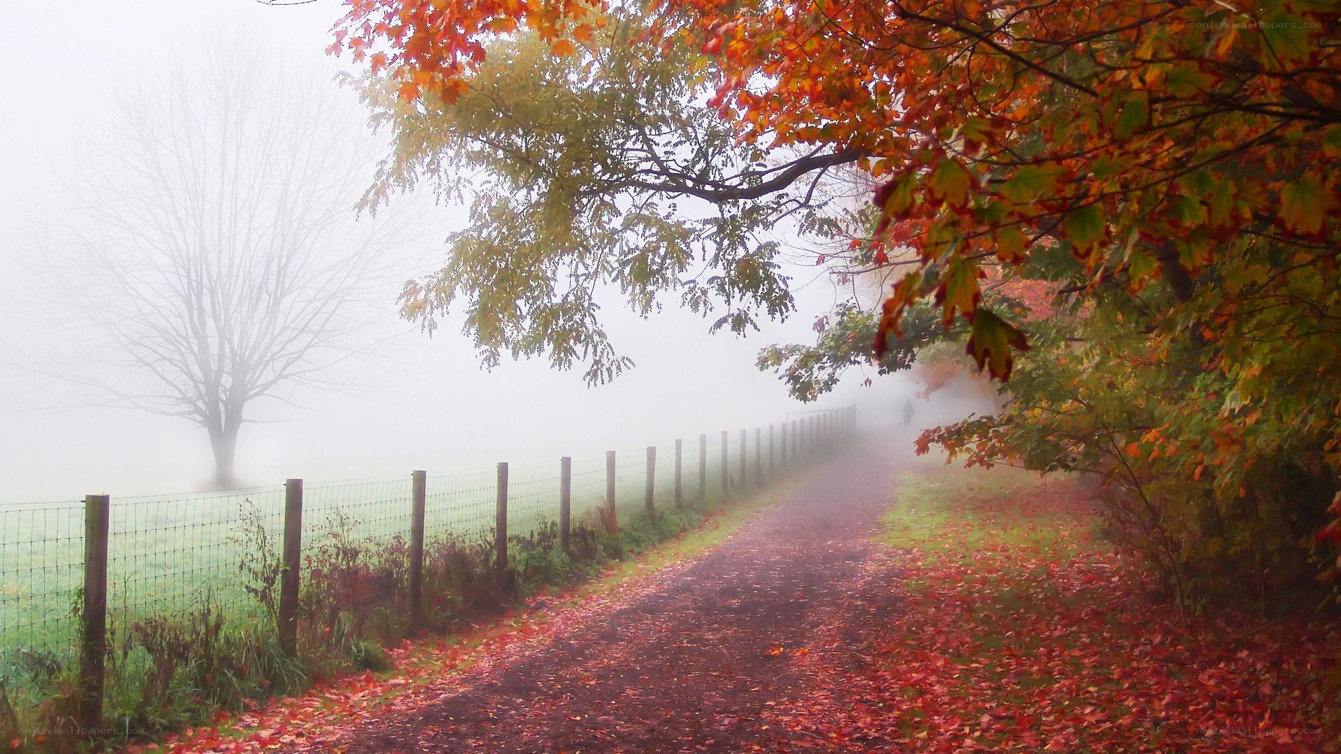 Foggy autumn path with red leaves