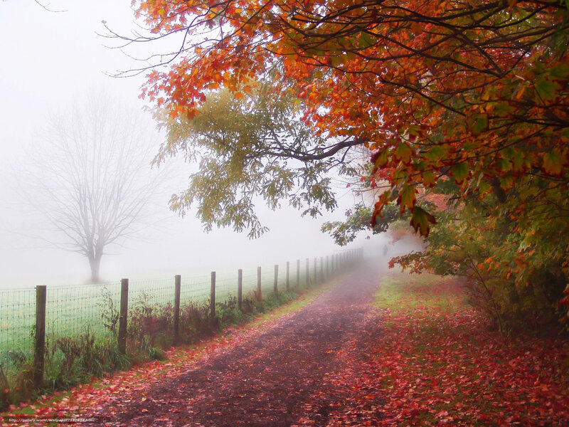 Foggy autumn path with red leaves