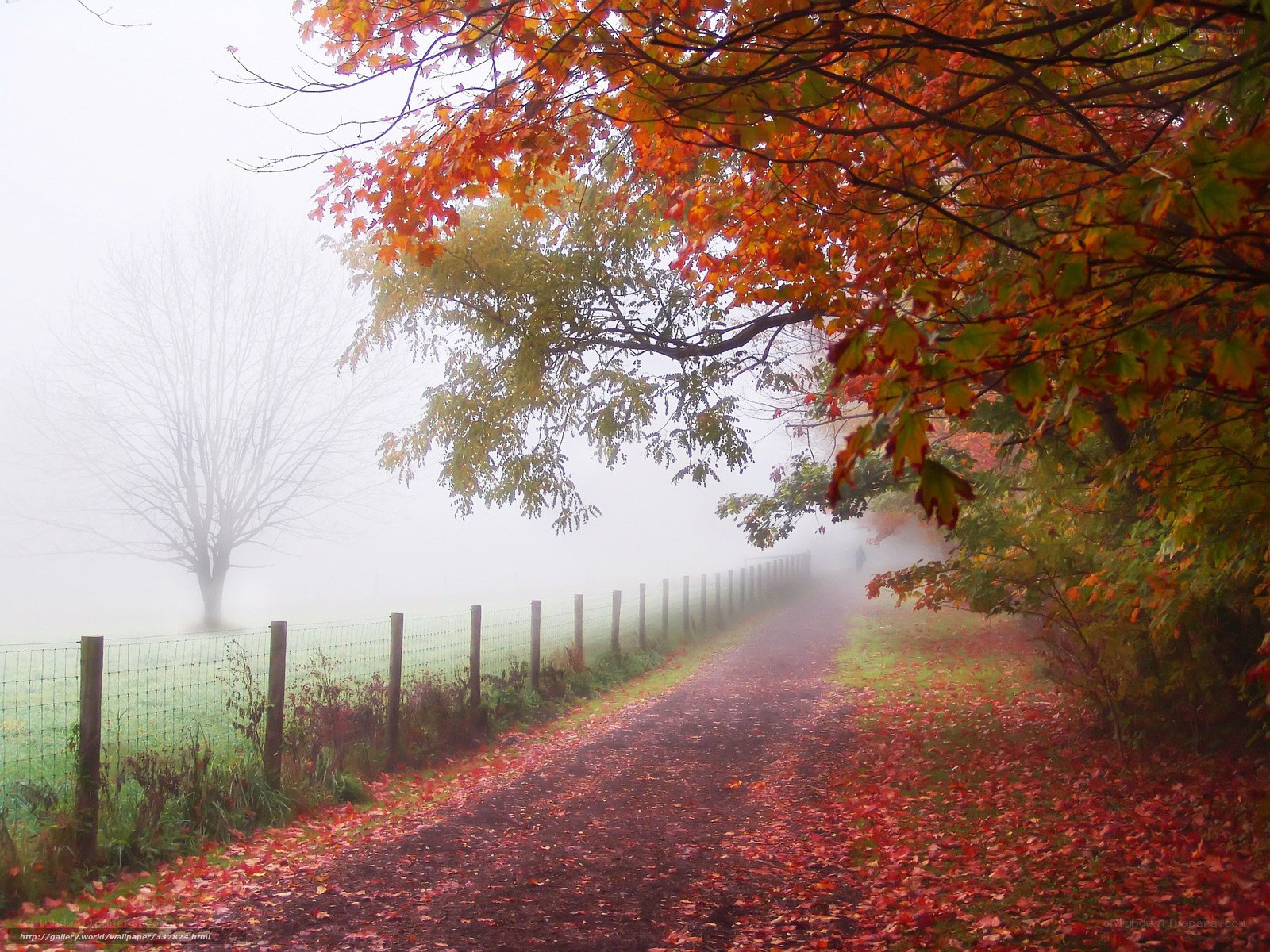 Foggy autumn path with red leaves