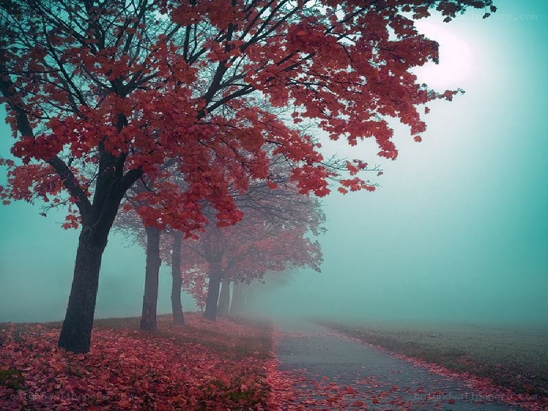 Foggy autumn path with red trees
