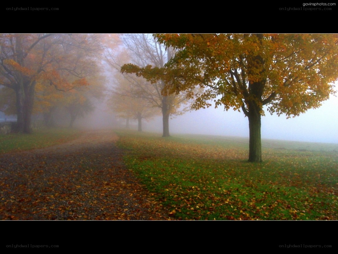 Foggy autumn path with trees