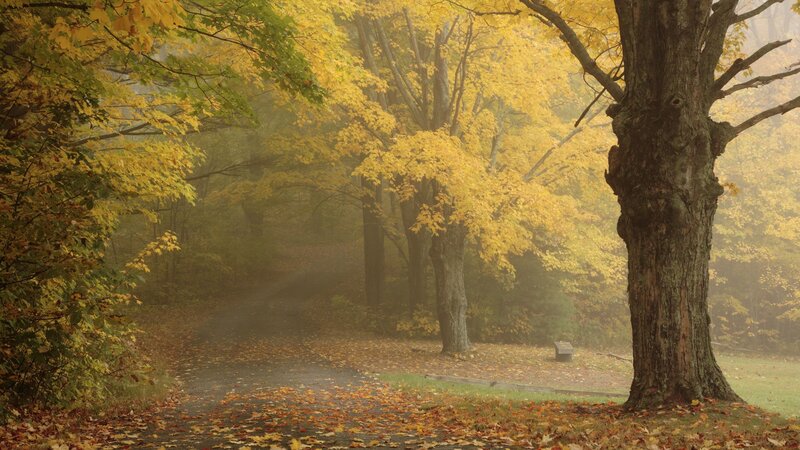 Foggy autumn path with yellow leaves