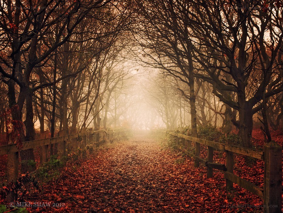 Foggy autumn path