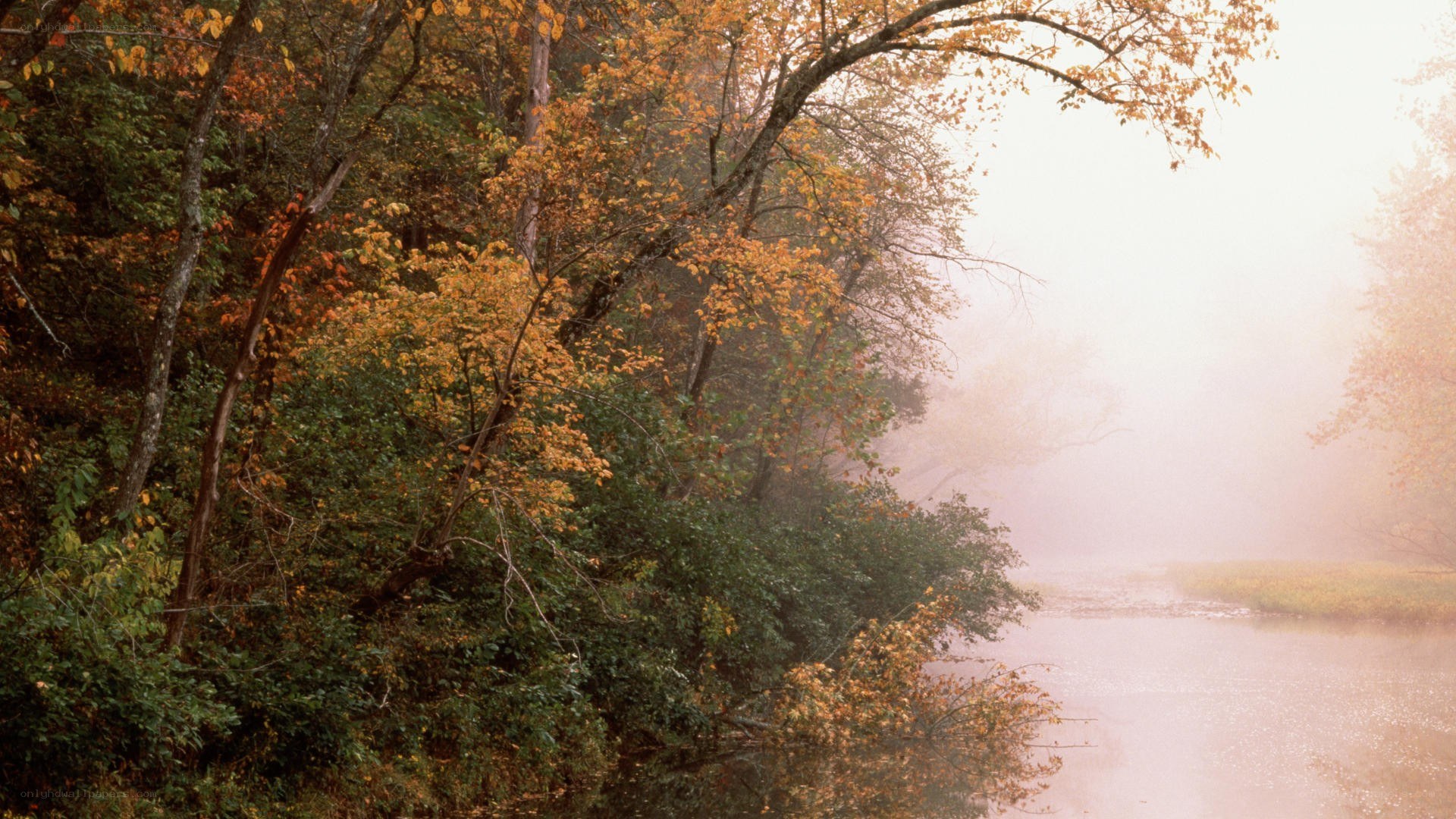 Foggy autumn river scene